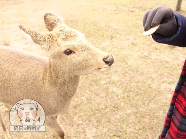 -奈良公園玩鹿記，如果不想被溫柔衝撞就趕快給牠們鹿仙貝吧！