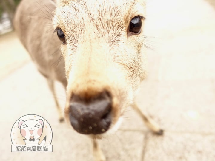 奈良公園玩鹿記，如果不想被溫柔衝撞就趕快給牠們鹿仙貝吧！