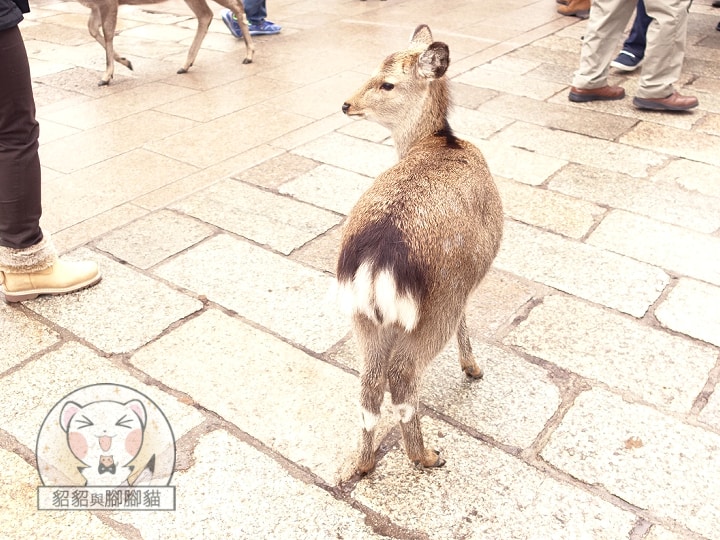奈良玩鹿-奈良公園玩鹿記，如果不想被溫柔衝撞就趕快給牠們鹿仙貝吧！